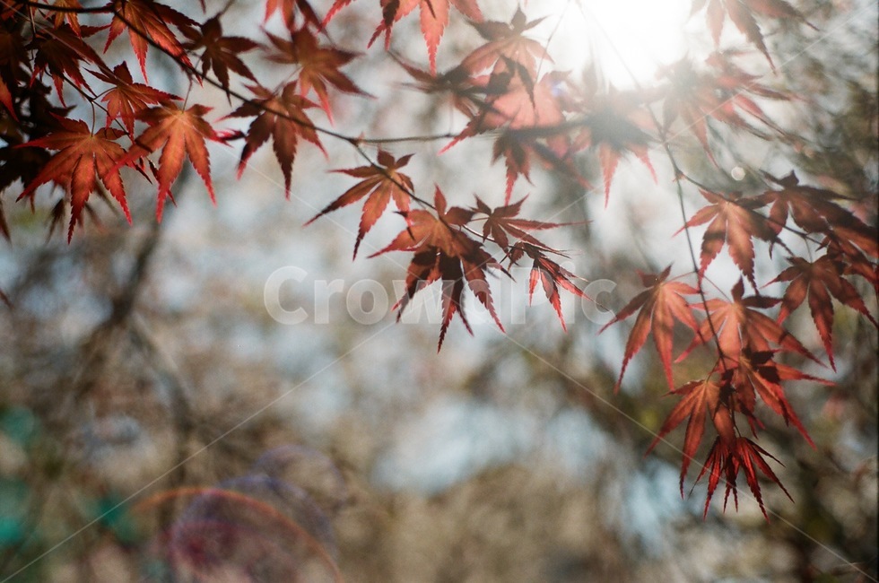 단풍,잎,가을,식물,leaf,maple,나무,tree,가을,계절,fall,autumn,season,plant