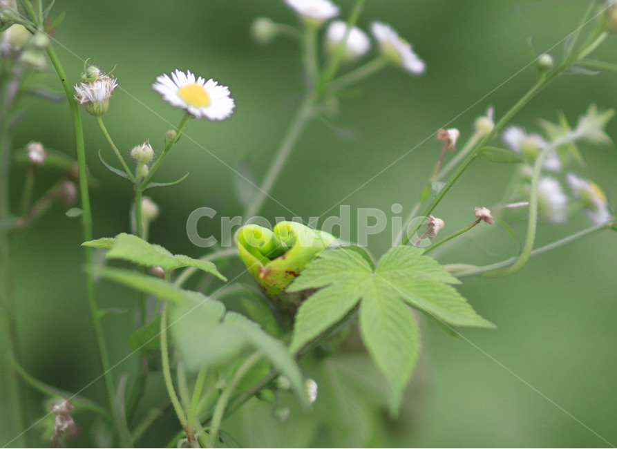 연잎,하트,식물,leaf,잎,사랑,식물,자연,plants,nature