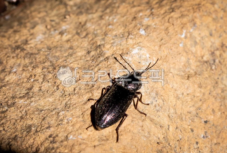 pest,bronze click beetle,selatotomus,Caterpillar family,insect,animal,invertebrate,puncticollis,invertebrates