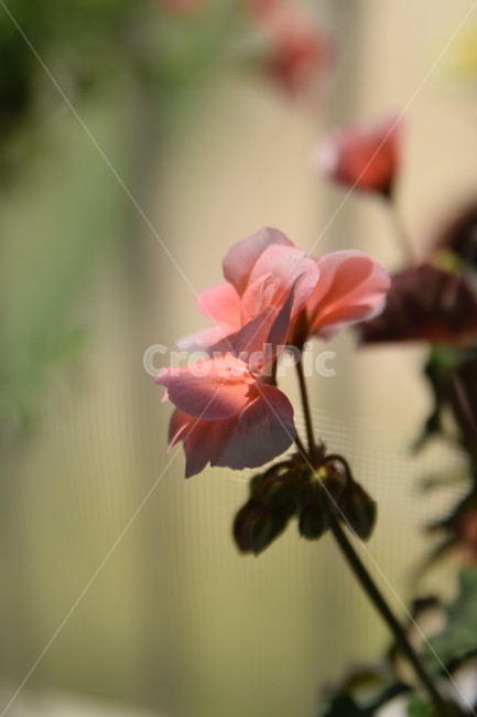 제라늄,분홍꽃,plant,꽃,blossom,flower,꽃봉오리,식물,자연,plants,nature,꽃,flower