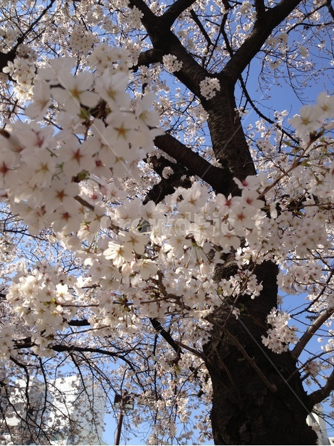 flower,꽃,cherryblossom,벚꽃,plant,봄,spring,봄,계절,spring,season,식물,자연,plants,nature,꽃,flower,cherry blossom,blossom