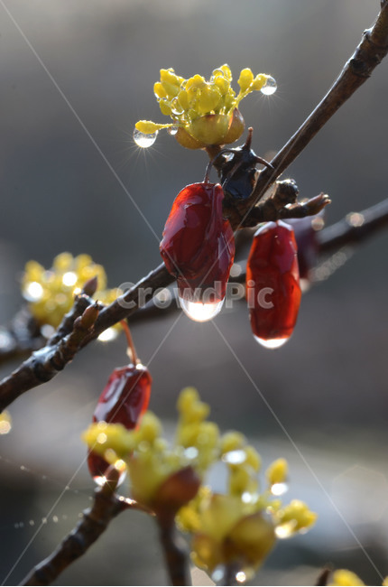 산수유,물방울,꽃,봄,야생화,식물,자연,plants,nature,과일,열매,fruit