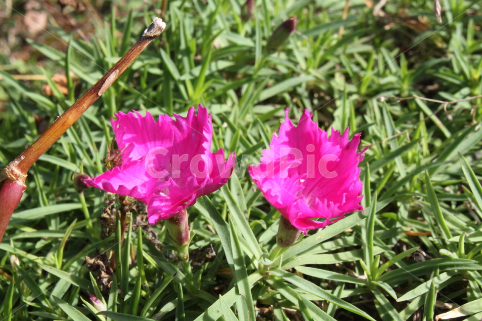패랭이꽃,꽃,식물,분홍,flower,Dianthussinensis,식물,자연,plants,nature,꽃,flower