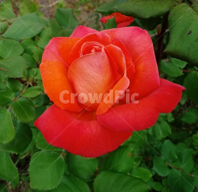 장미,장미꽃,플라워,식물,flower,로즈,붉은장미,rose