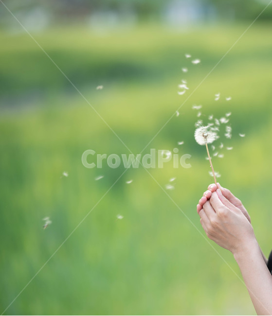 민들레,민들레씨,홀씨,민들레홀씨,소원,희망,봄,잔디,들판,정원,손,dandelion,fluff,자연,자유,불다,날다,계절,초록,식물,야외,배경,background,nature,사람,인물,인간,human,person,신체일부,몸,body,휴식,힐링,rest,relaxation,healing
