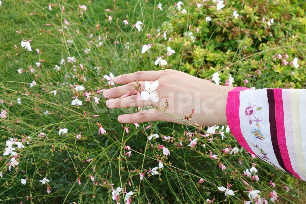 자연,한복,사람,한국,궁,경복궁,전통적,색감,소녀,여자,korea,hanbok,girl,풍경,풍경사진,손,꽃,flower,한국전통,한국문화,korean traditional,korean culture,한복,한국전통의상,hanbok,korean traditional clothes,식물,자연,plants,nature,꽃,flower,사람,인물,인간,human,person,신체일부,몸,body