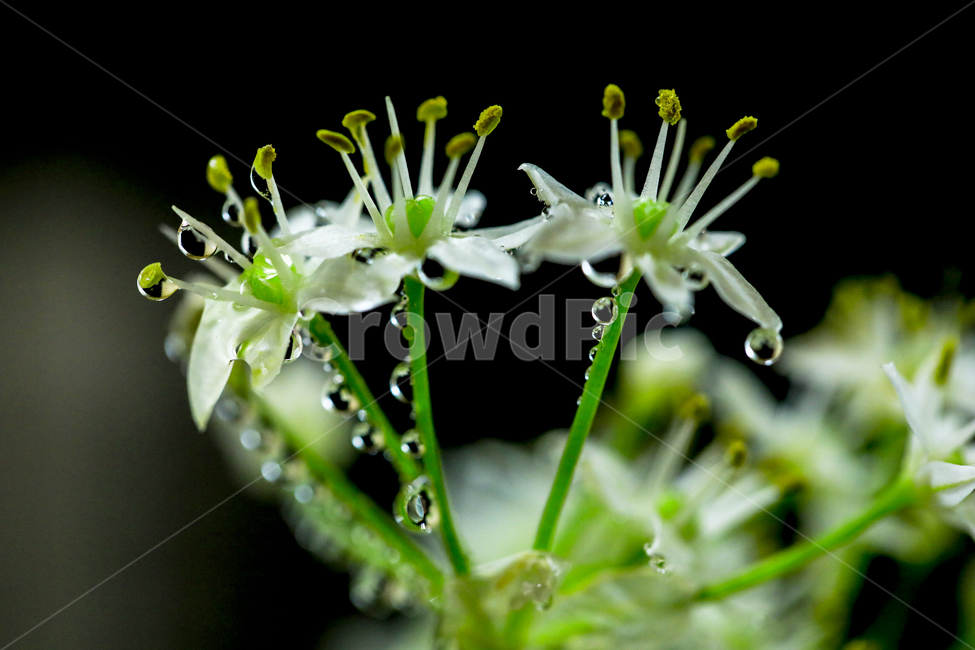 부추,부추꽃,흰꽃,아침이슬,백합과,식물,자연,plants,nature,꽃,flower