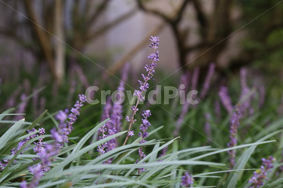 plant,식물,flower,꽃,blossom