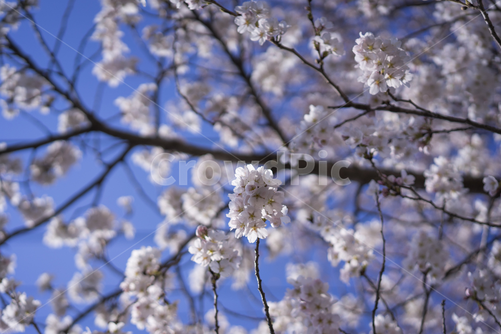 벚꽃,봄꽃,지붕위,처마위꽃,동네,봄,계절,spring,season,plant,식물,flower,꽃,blossom