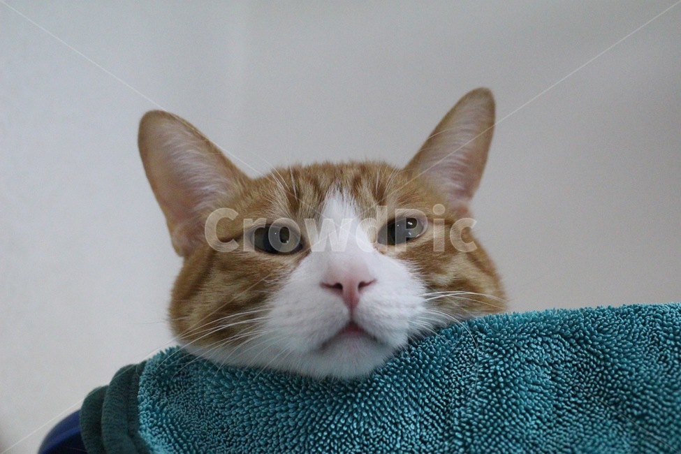 고양이,블루,한국고양이,고양이얼굴,cat