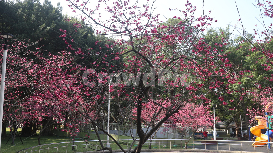 봄꽃,봄,벚꽃,공원,핑크빛,핑크나무,봄,계절,spring,season,자연,풍경,nature,landscape,plant,식물,blossom,꽃,flower