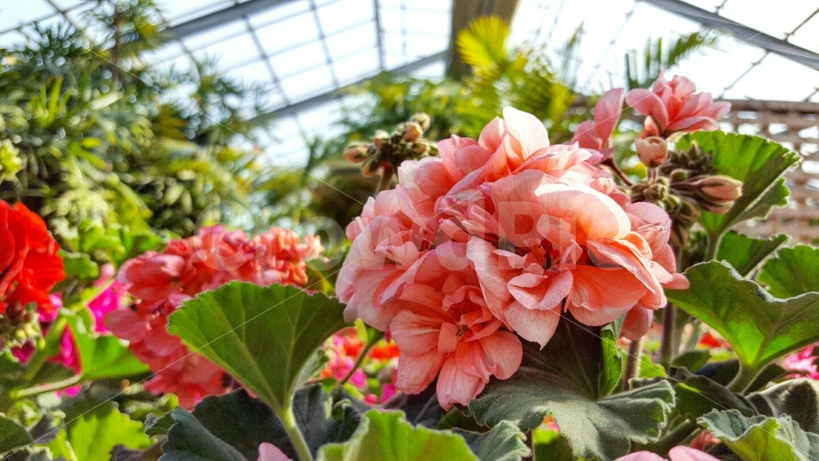 한국,충청남도,아산,세계식물원,꽃,배경,국내,여행,식물,자연,plants,nature,꽃,flower