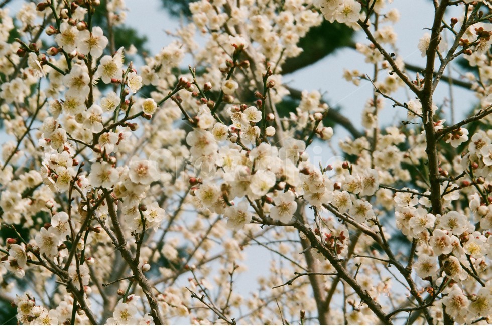 매화,하늘,꽃,필름카메라,감성,필카,봄,나무,자연,풍경,spring,flower,봄,계절,spring,season,식물,자연,plants,nature,꽃,flower,감성,sensible,feeling,plant,blossom,cherry blossom,벚꽃