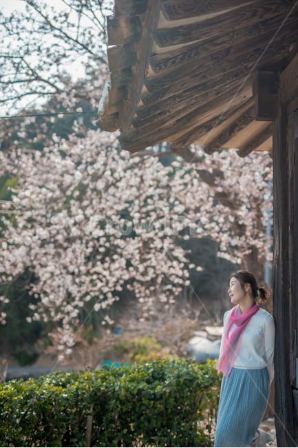 봄,벚꽃,벚꽃나무,봄꽃,봄기운,blossom,한옥마을,한옥집,스카프,봄패션
