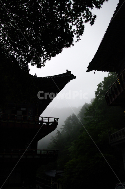 사찰,절,나무,풍경,전각,한국전통,한국문화,korean traditional,korean culture,실루엣,그림자,silhouette,shadow,건축물,건물외관,exterior,building,structure,architecture,construction