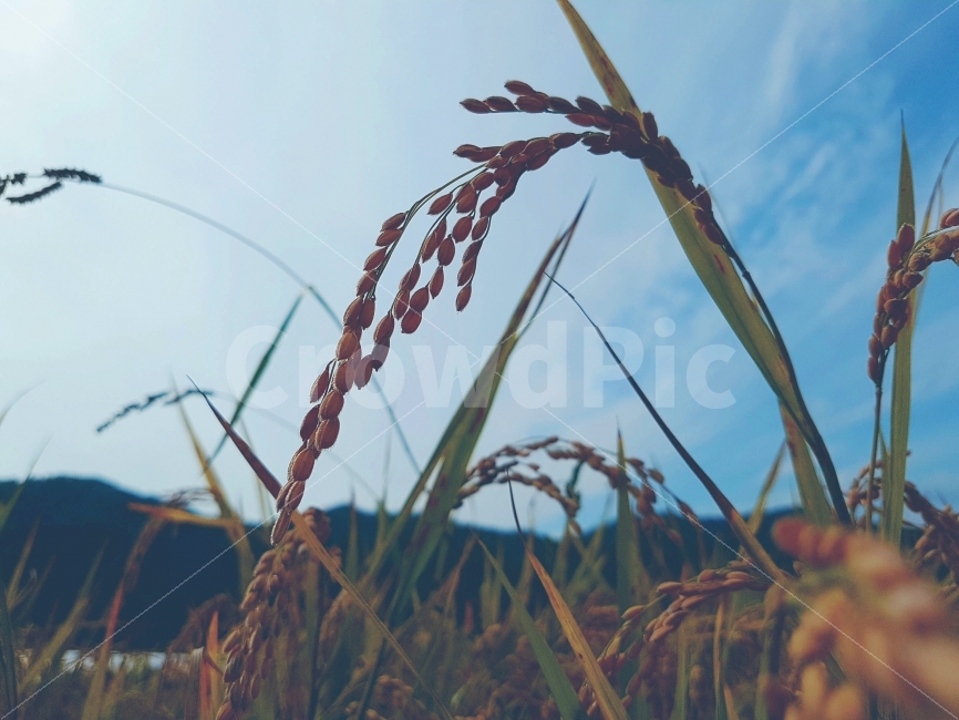 벼,하늘,자연,일상,색감,강원도,양구,시골,길거리,풍경,가족,여행,Rice,Sky,nature,daily,color,Gangwondo,Country,street,landscape,View,Family,Travel,가을,계절,fall,autumn,season,식물,자연,plants,nature,감성,sensible,feeling,grass,잔디,plant,lawn