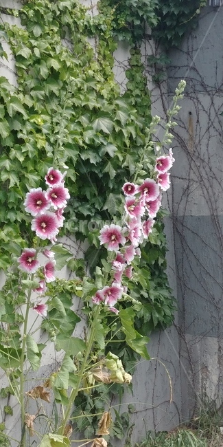 장원급제,꽃,어사화,능소화,과거시험,식물,plant