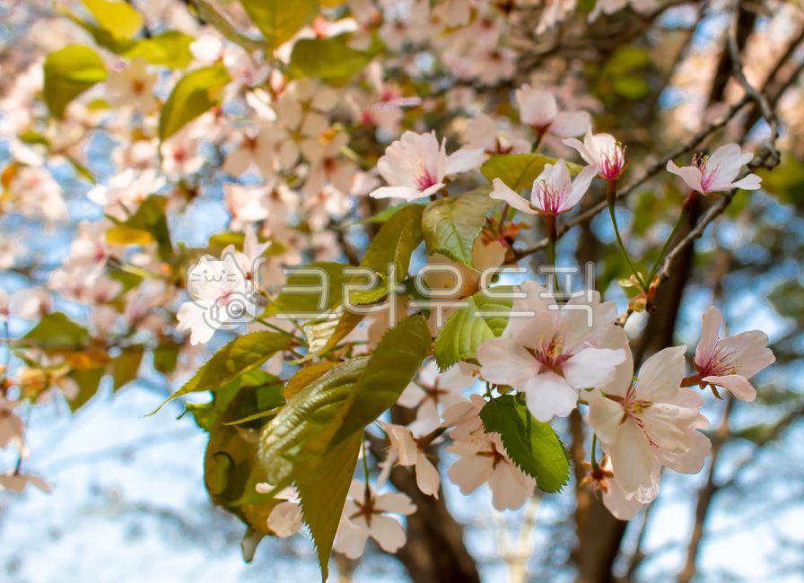 spring,Cherry Blossom,Mulhyanggi Arboretum,Osan,nature,plant,tree,flower
