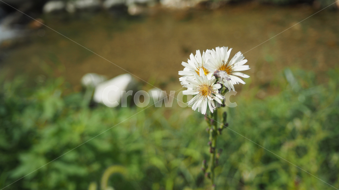 야생화,꽃,데이지,wildflower,flower,daisy,blossom,식물,식물,자연,plants,nature,꽃,flower