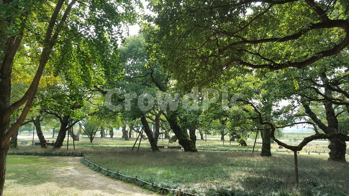 숲,나무,자연,경치,숲속,여유,힐링,자연,풍경,nature,landscape,식물,plants,나무,trees,wood,tree,plant,tree trunk,나무 줄기,vegetation,초목