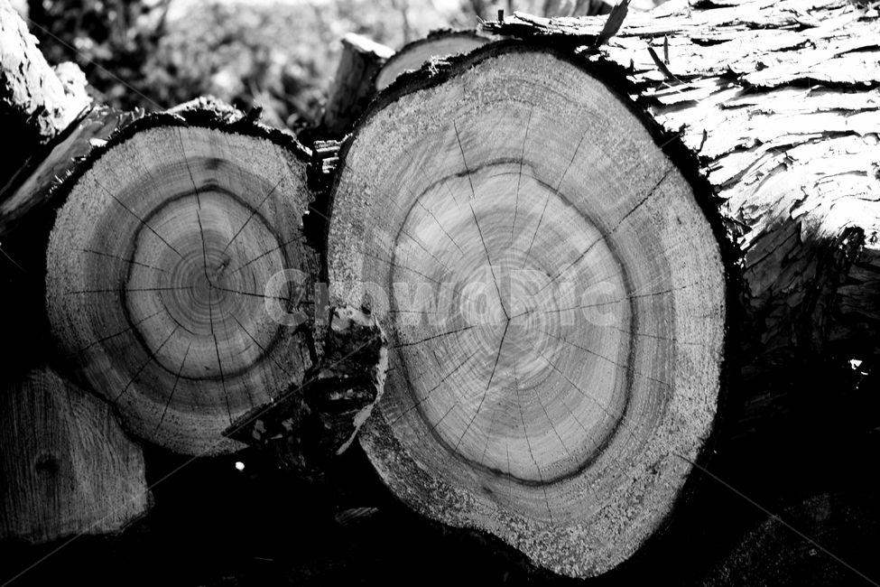 나무,나이테,통나무,tree,나이,나무,trees,wood