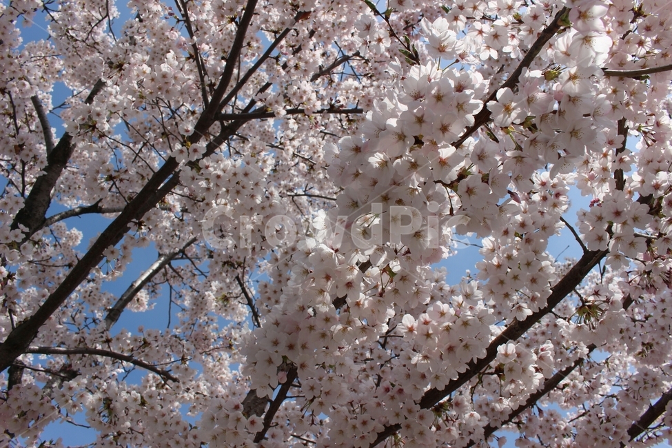 plant,식물,flower,꽃,blossom,벚꽃,풍경,봄,사쿠라,spring,핑크,pink,cherryblossom,감성