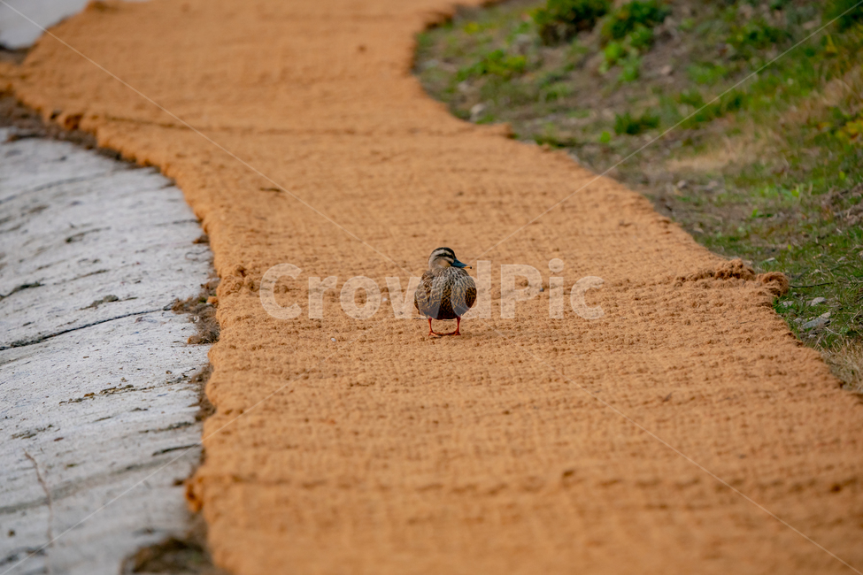 bird,동물,새,animal,오리,duck,동물,animal,조류,새,birds