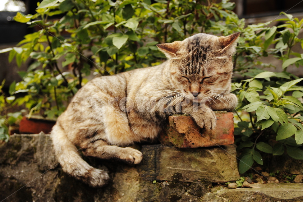 고양이,동물,cat,animal,포유류,동물,animal,포유류,mammal,고양이,cat,kitten,kitty