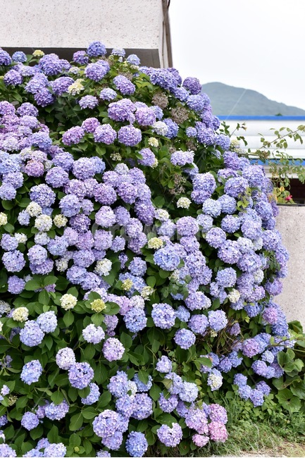 수국,보라색,파란색,blossom,꽃,flower,여름꽃,식물,여름,식물,자연,plants,nature,꽃,flower