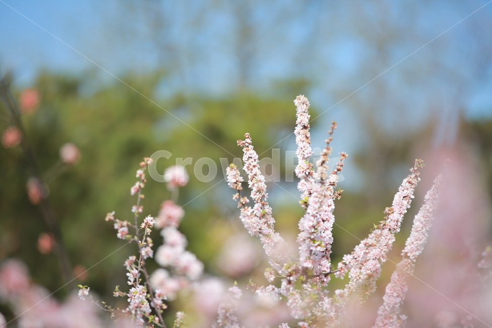벚꽃,봄,새싹,cherryblossom,하늘,꽃,캐논,5dmark3,봄,계절,spring,season,식물,자연,plants,nature,꽃,flower,plant