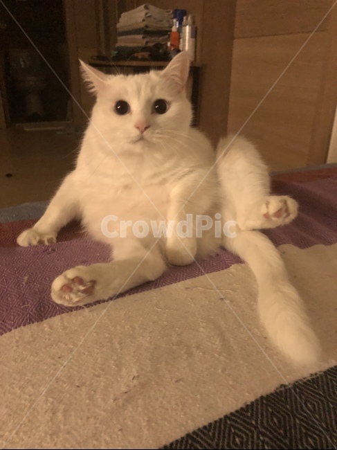 고양이,편안,휴식,야옹이,앉기,동물,animal,포유류,mammal,고양이,cat,kitten,kitty