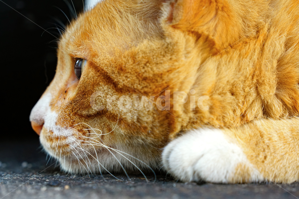고양이,길고양이,길냥이,야옹이,냐옹이,애완묘,반려묘,애완동물,펫,캣,도둑고양이,야생동물,pet,cat,alleycat,wild,wildlife,mammal,animal,동물,animal,포유류,mammal,고양이,cat,kitten,kitty