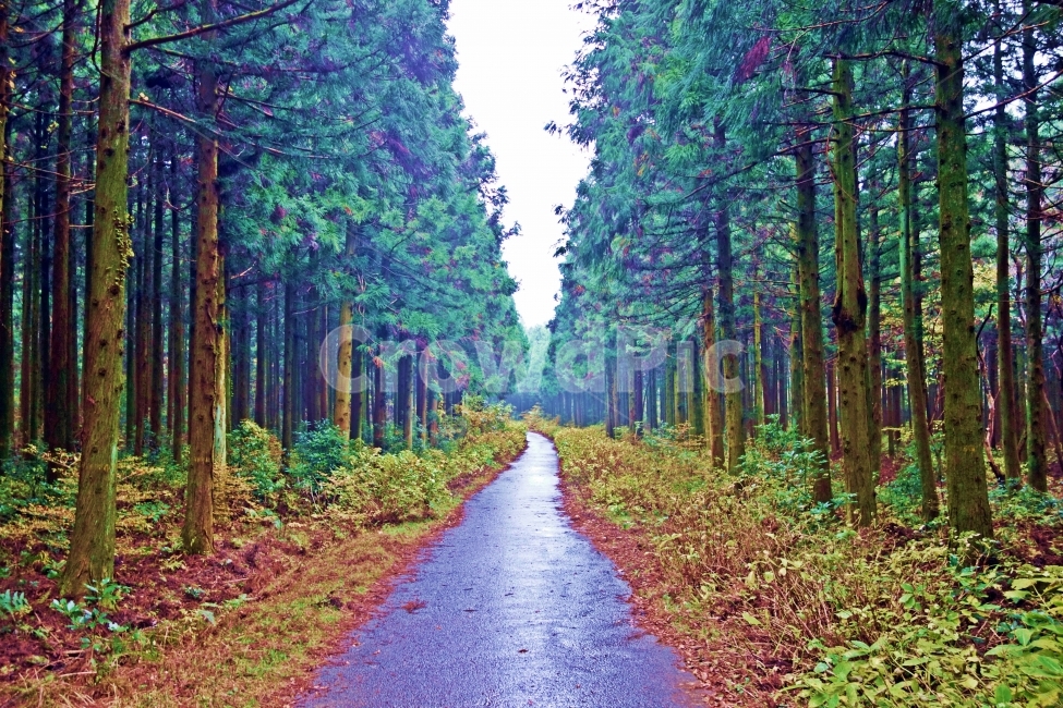 제주도,사려니숲길,산책로,삼나무,하늘,흰,구름,길,산책,풀,잎,풀잎,제주,제주도여행,제주여행,여행,자연,풍경,경치,아름다운,전망,비온후,비온뒤,그림,같은,뷰,나무,숲,숲길,사려니,자연,풍경,nature,landscape,tree,plant,식물