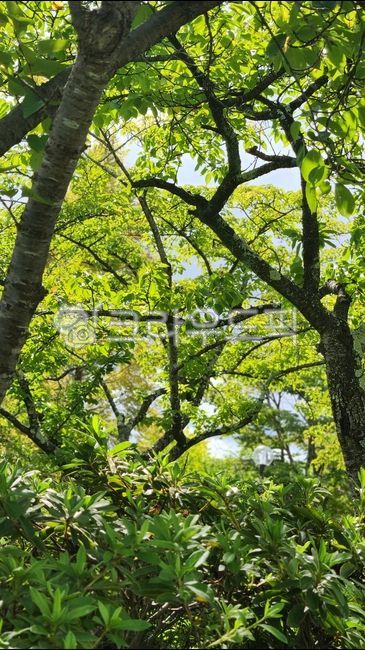 배경,나무,자연,식물,나무줄기,tree,nature,landscape,plant