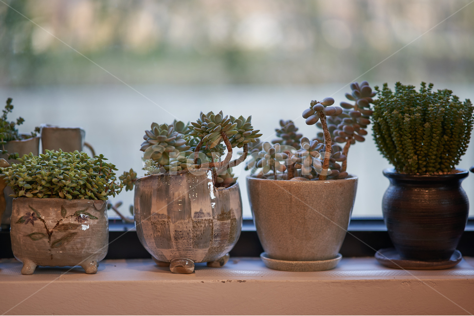 화분,다육이,다육식물,botanical,plant