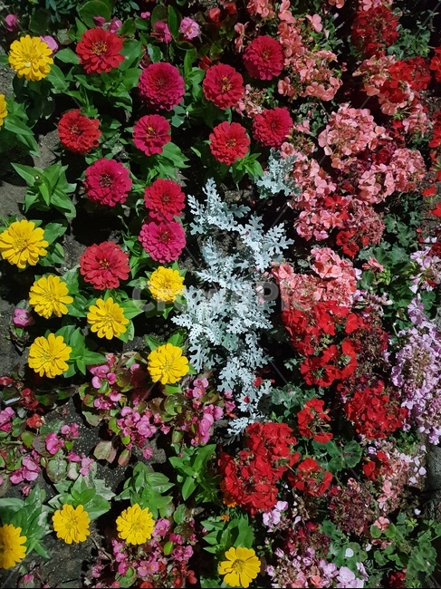 꽃,노란꽃,빨간꽃,분홍꽃,flower,꽃밭