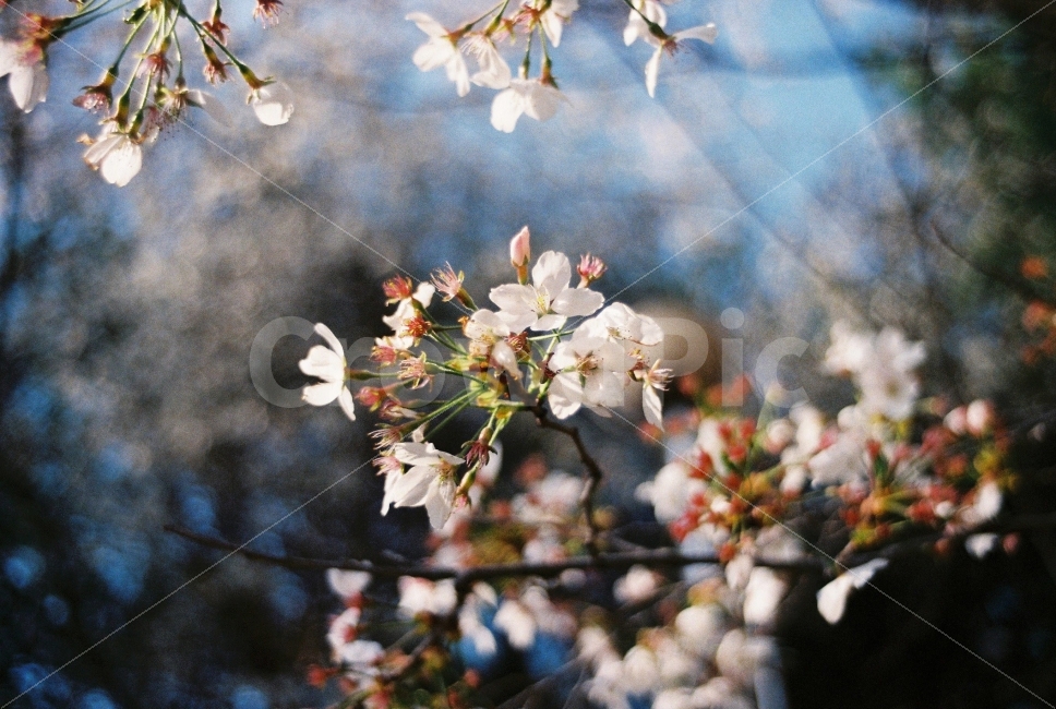 벚꽃,봄,감성,보케,따뜻함,꽃잎,필카,필름카메라,봄,계절,spring,season,식물,자연,plants,nature,꽃,flower,감성,sensible,feeling,plant,blossom