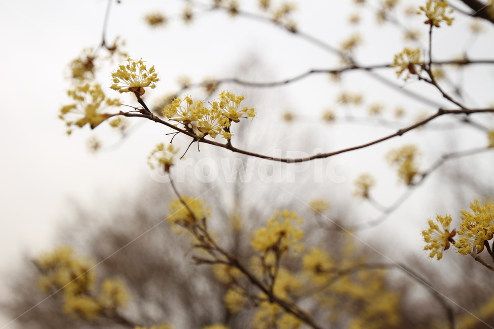 꽃,봄,힐링,꽃잎,스프링,4월,따뜻,봄,계절,spring,season,plant,식물