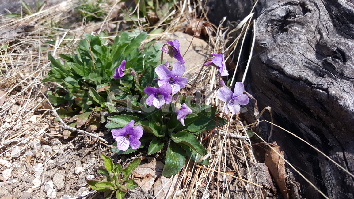 제비꽃,봄꽃,flower,식물,자연
