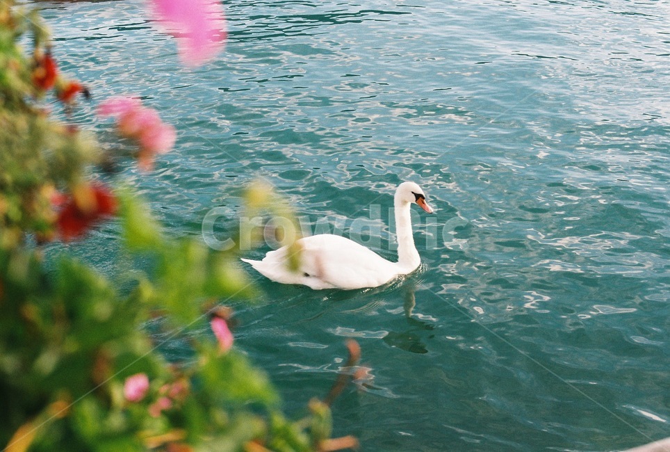 백조,호수,swan,lake,자연,nature,물,water,꽃,여름,봄,animal,동물,bird,새,동물,animal,조류,새,birds,휴식,힐링,rest,relaxation,healing