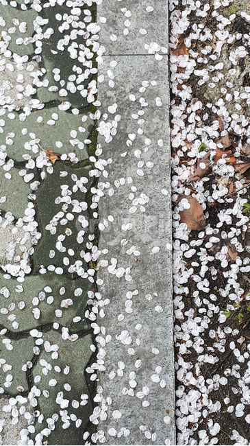 벚꽃,벚꽃잎,거리,깔려있는,꽃,바닥,꽃잎,감성,봄,자연,flower,nature,봄,계절,spring,season
