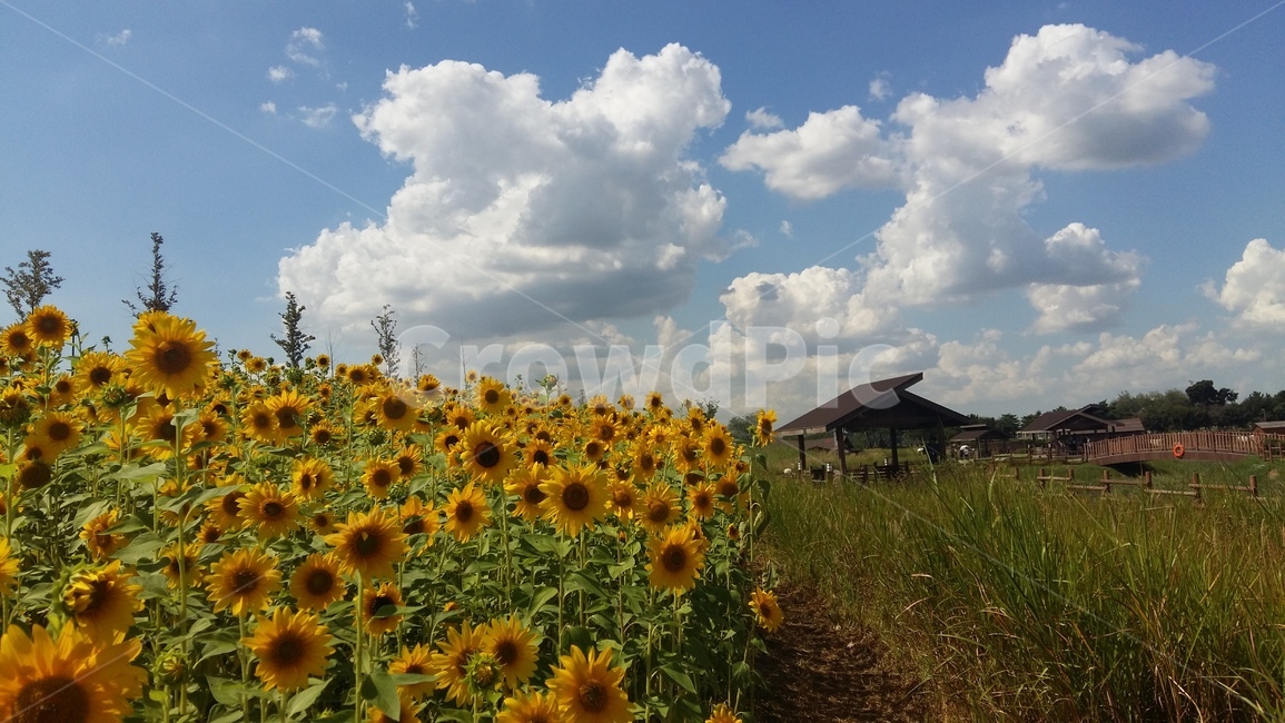 해바라기,꽃,하늘,가을,구름,자연,풍경,nature,landscape,식물,plants,꽃,flower