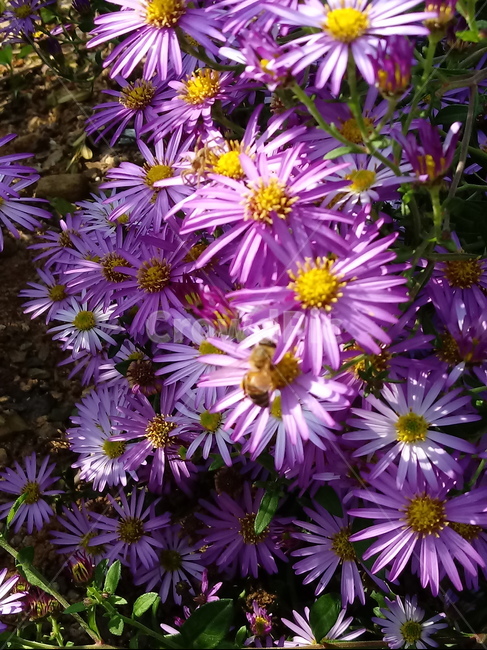 아스타,aster,plant,flower,식물,꽃,blossom,식물,자연,plants,nature