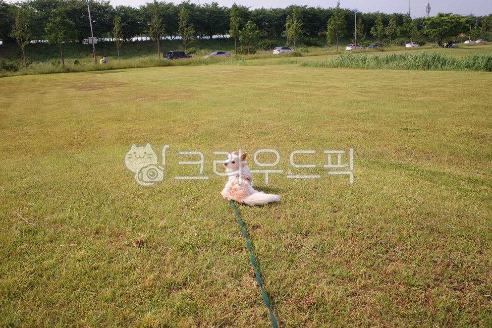 반려견,강아지,믹스견,강아지산책,강아지뒷모습,grass,잔디,plant,식물