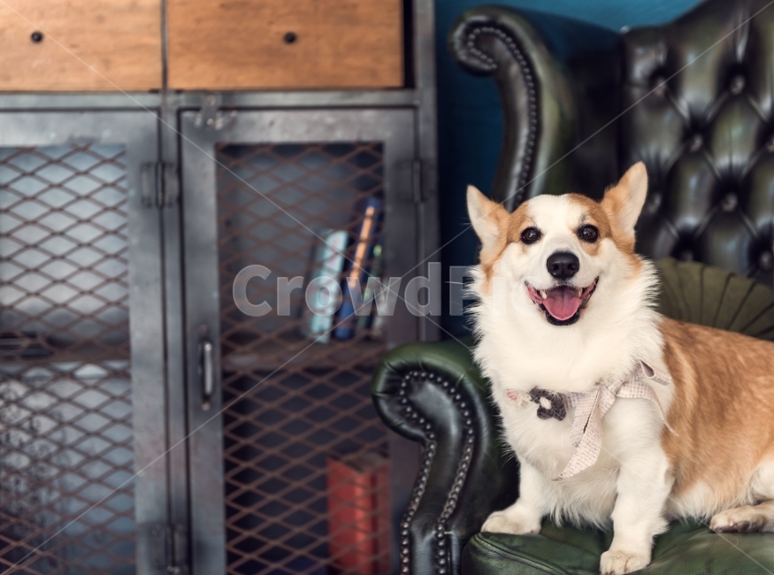 강아지,개,멍멍이,웰시코기,행복,웃음,동물,애완동물,반려견,dog,puppy,동물,animal,포유류,mammal,개,강아지,dog,doggy
