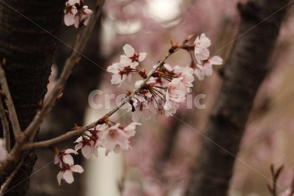 벚꽃,사쿠라,cherryblossom,플라워,나무,꽃나무,봄,봄꽃,봄벚꽃,흰벚꽃,plant,식물,flower,꽃,blossom