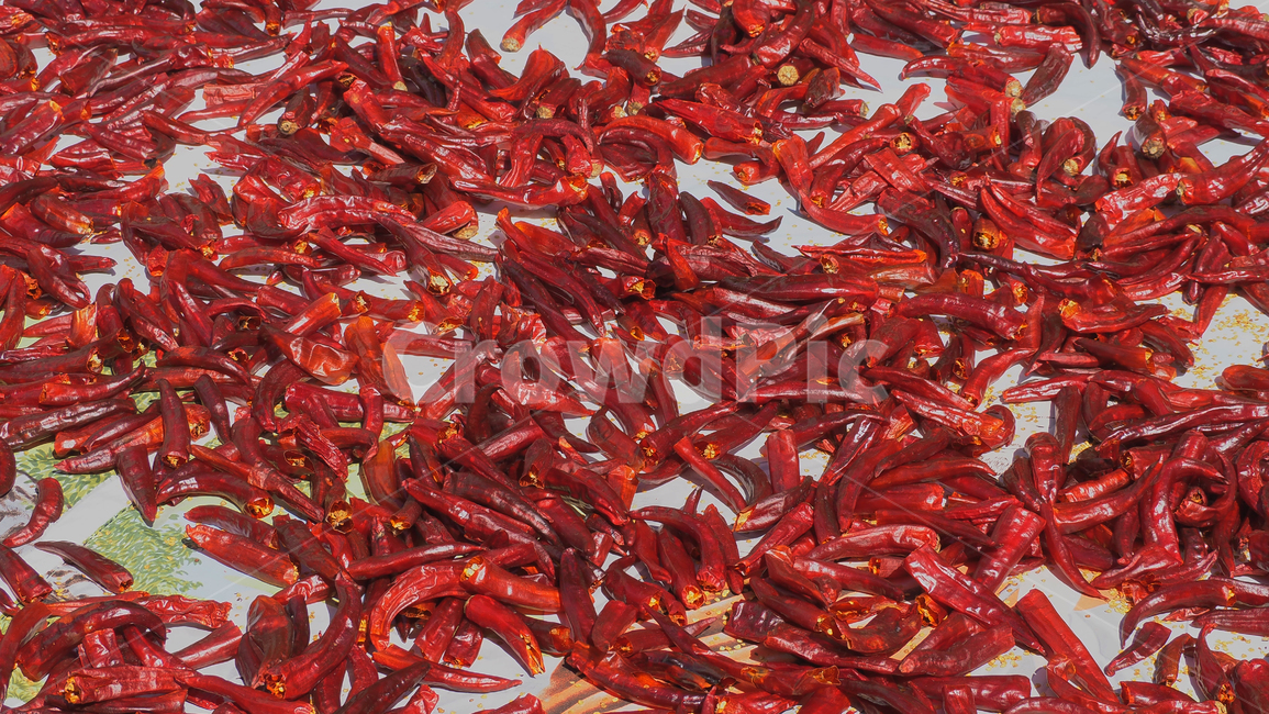고추,빨강,김장,red,농산물,chili,pepper,한국,음식,식재료,요리,food,cook,meal,dishes,food reserves