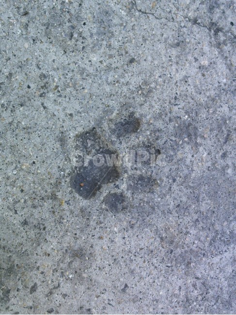 concrete,콘크리트,고양이발자국,고양이,고양이발,발자국