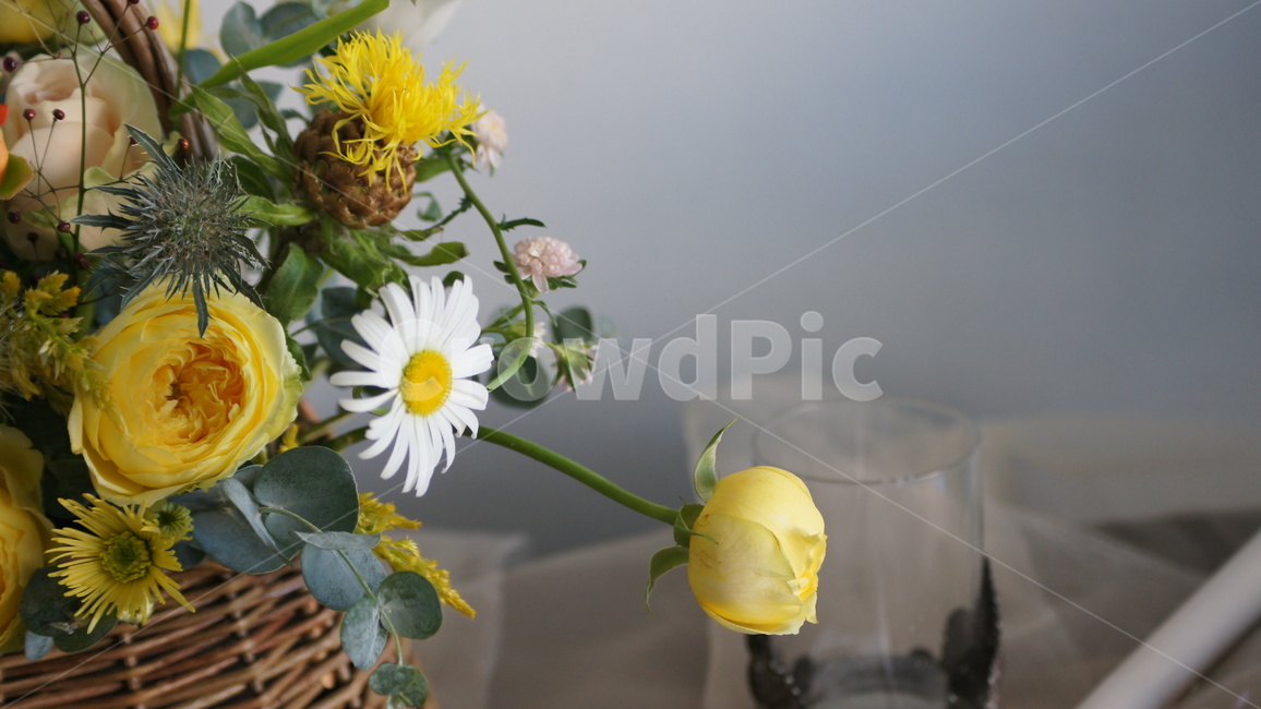 plant,식물,꽃,어여쁜,식물꽃