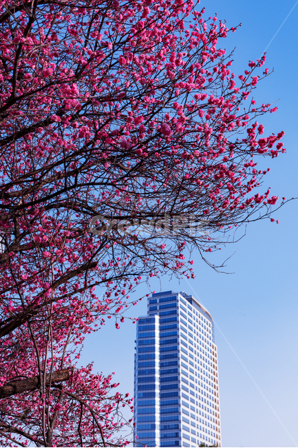 봉은사,홍매화,도시,파란하늘,매화,도시,풍경,city,landscape,식물,자연,plants,nature,꽃,flower